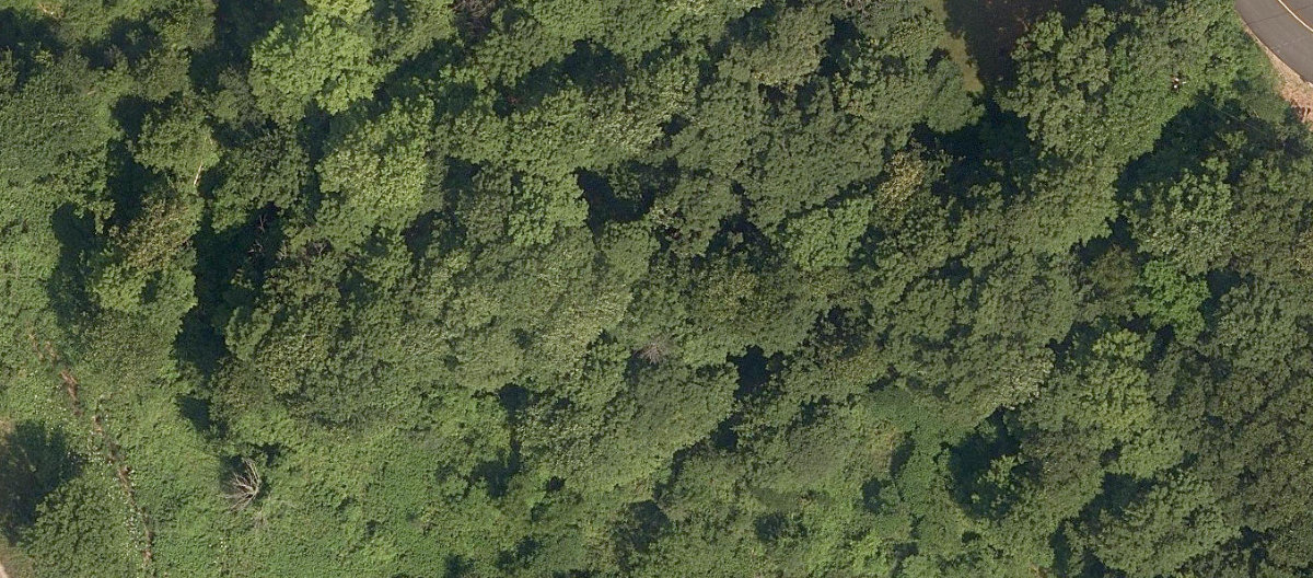 Rouge Park — site photograph