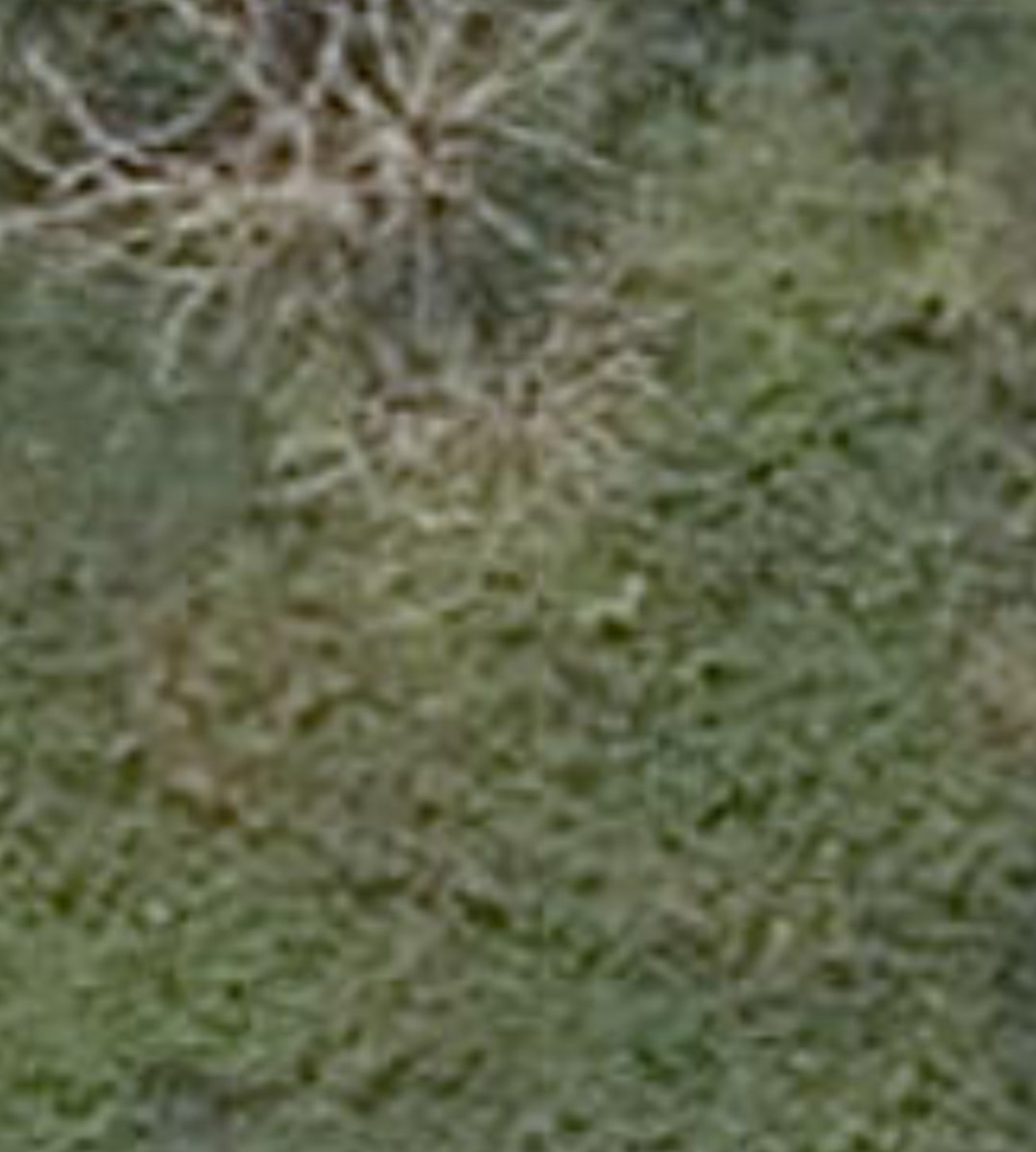 Rouge Park — site photograph