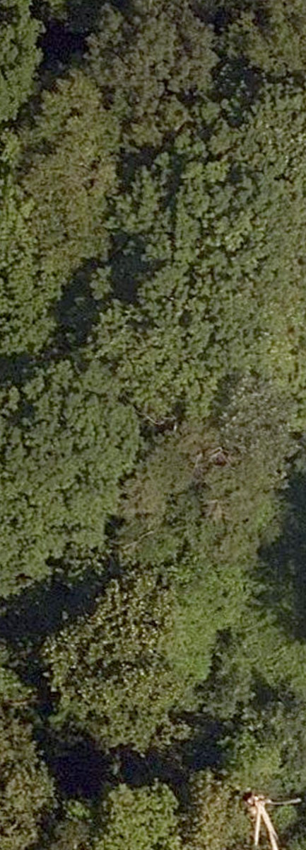 Rouge Park — site photograph