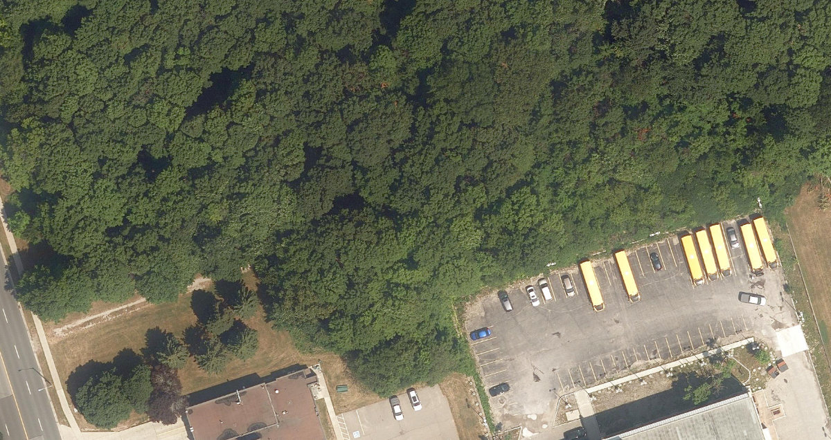 Brimley Woods — site photograph
