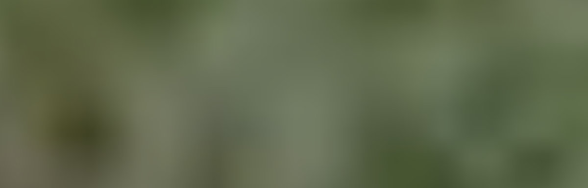 Gideon Parkette — site photograph