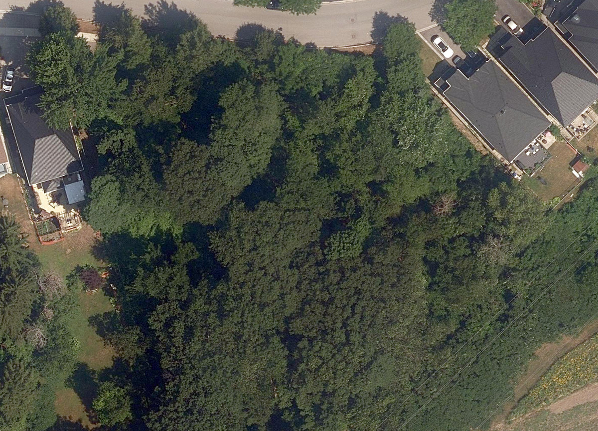 Cindy Nicholas Drive Woodlot — site photograph