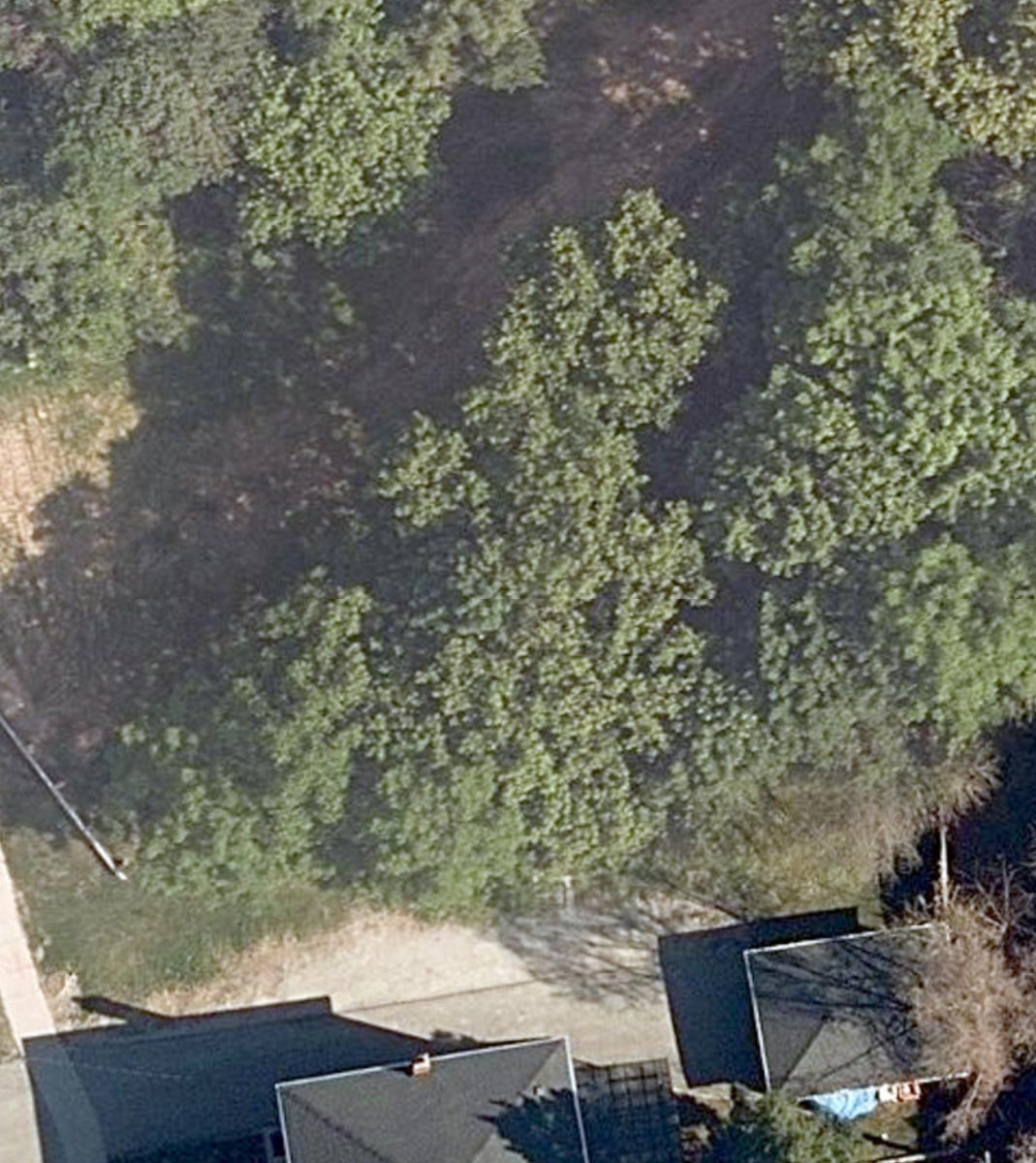 Finch / Dufferin Woodlot — site photograph