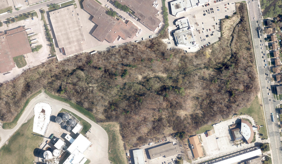 Dufferin Transfer Station Woodlot — site photograph