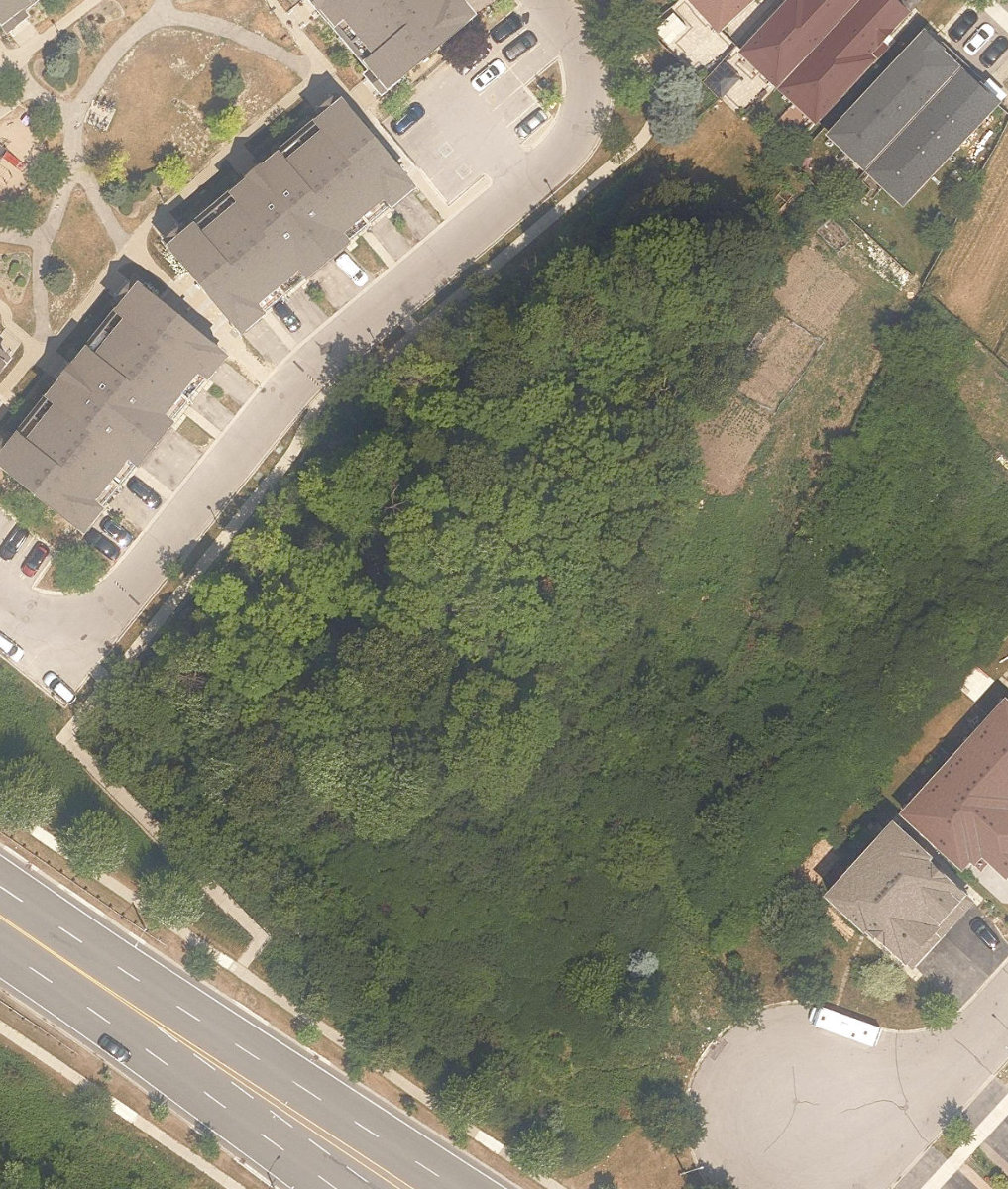 Tapscott Woodlot — site photograph