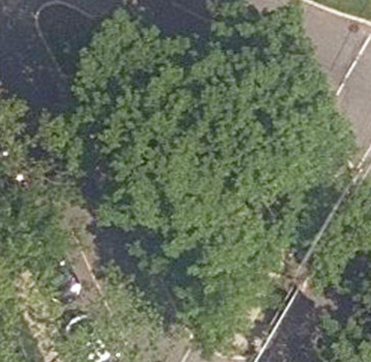 Park - Rosedale Traffic Island — site photograph