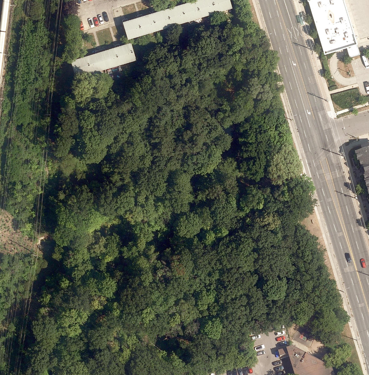 Firvalley Woods — site photograph