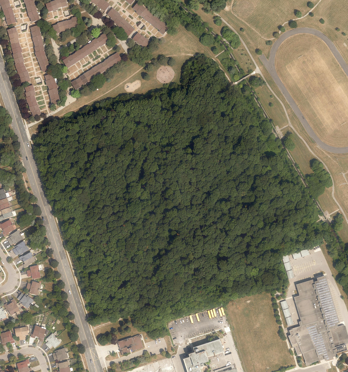 Brimley Woods — site photograph