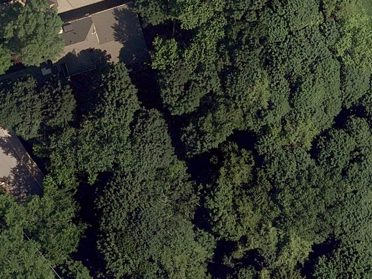 Chine Drive Woodlot — site photograph