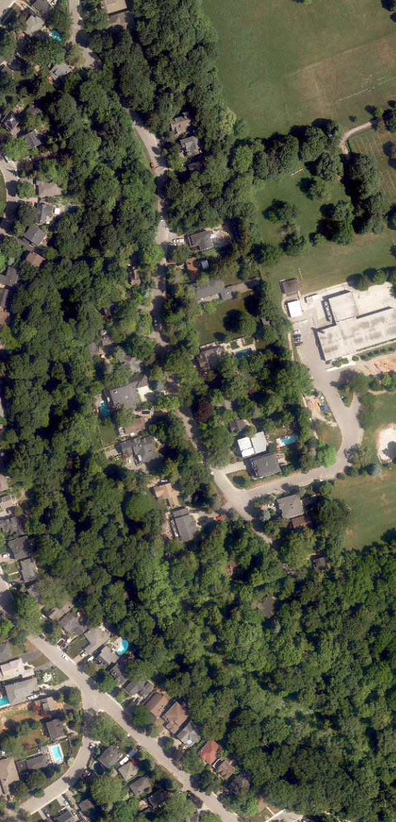 Chine Drive Woodlot — site photograph