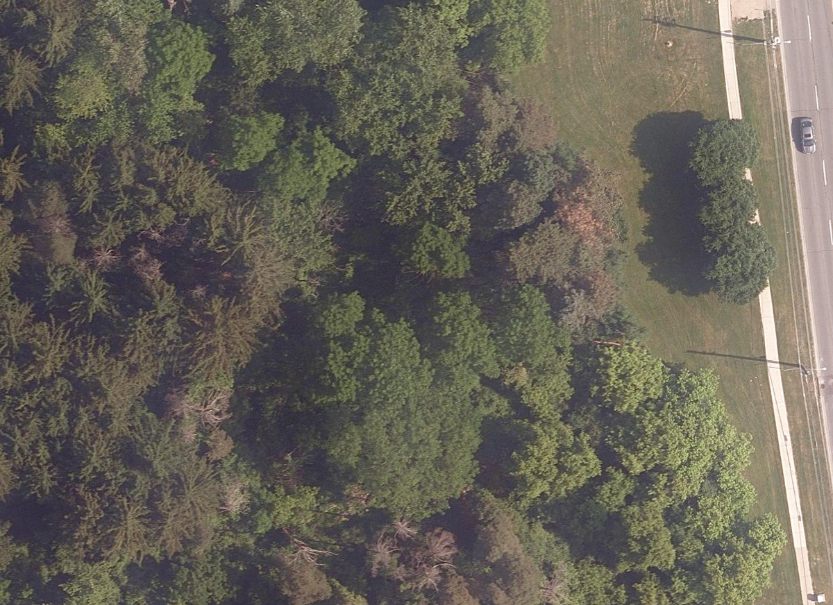 Finch - Islington Park — site photograph