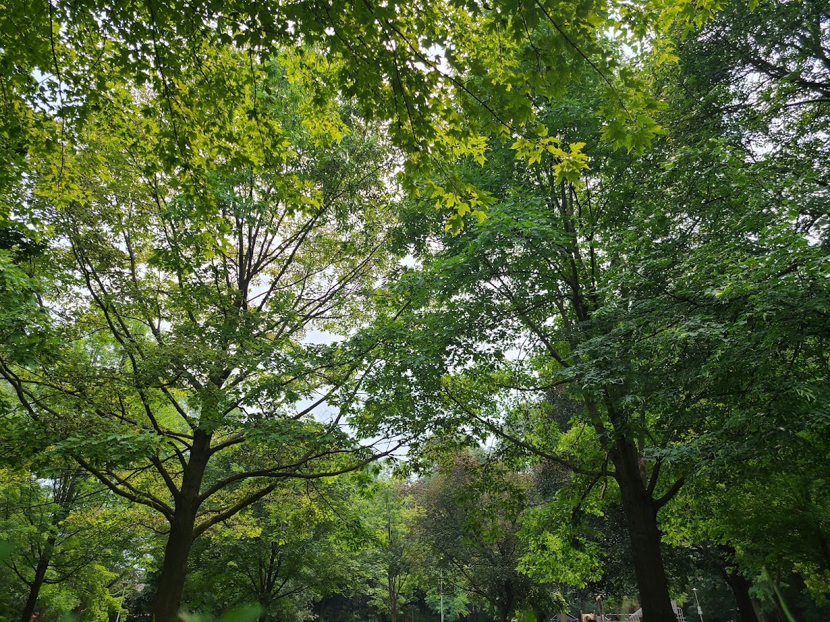 Forest Hill Road Park — site photograph