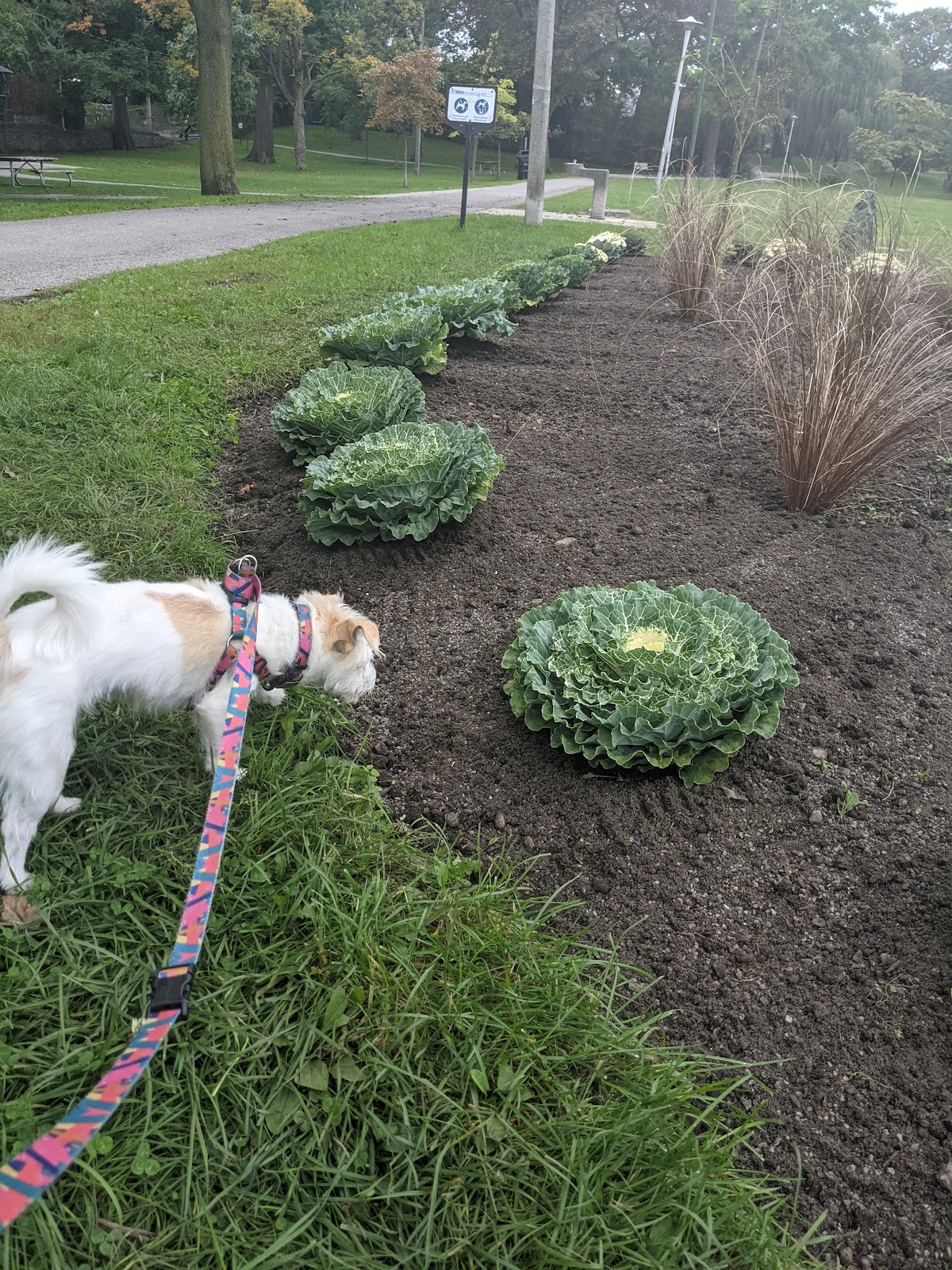 Norwood Park — site photograph