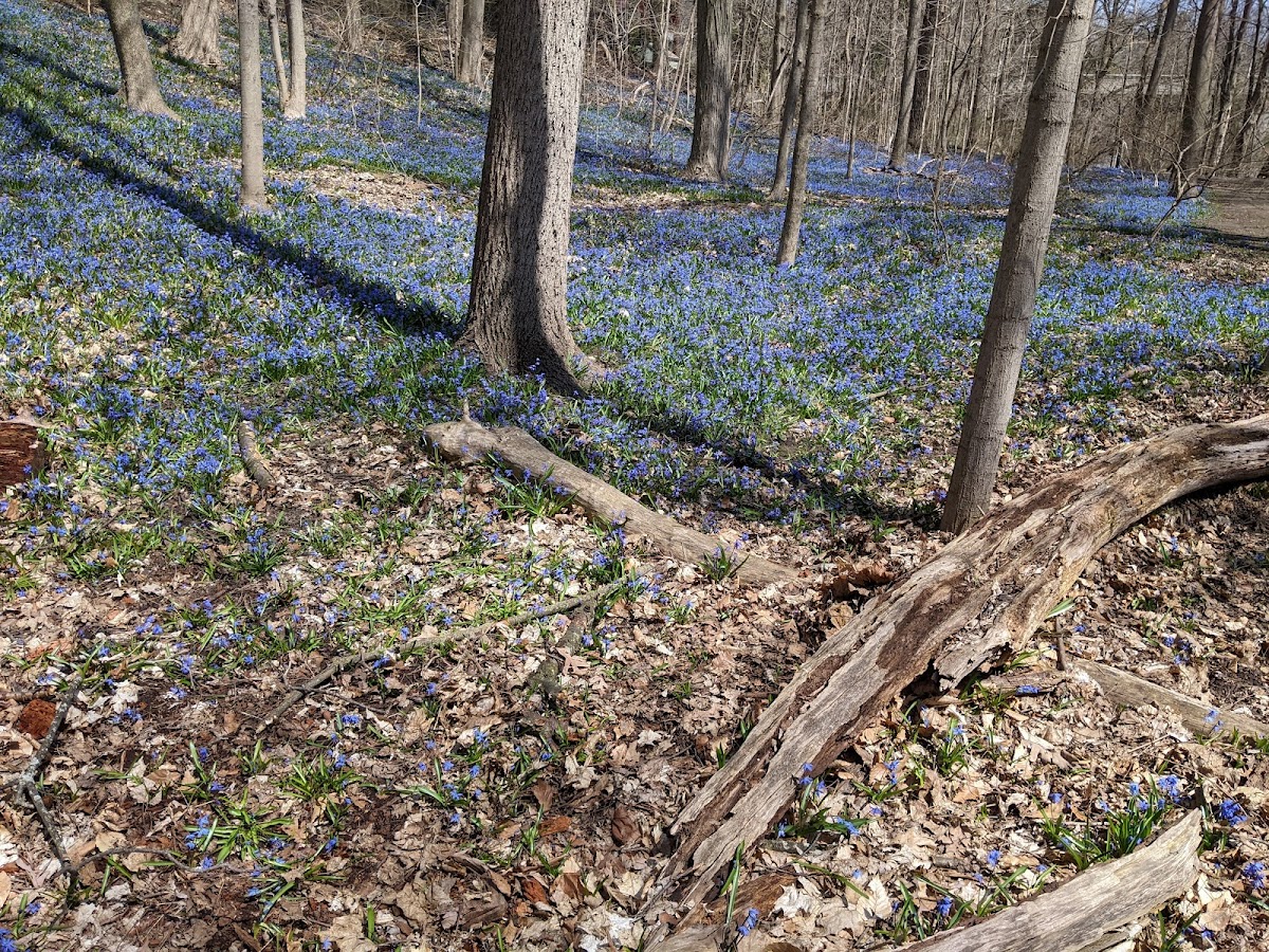 Blythwood - Sherwood Ravine — site photograph