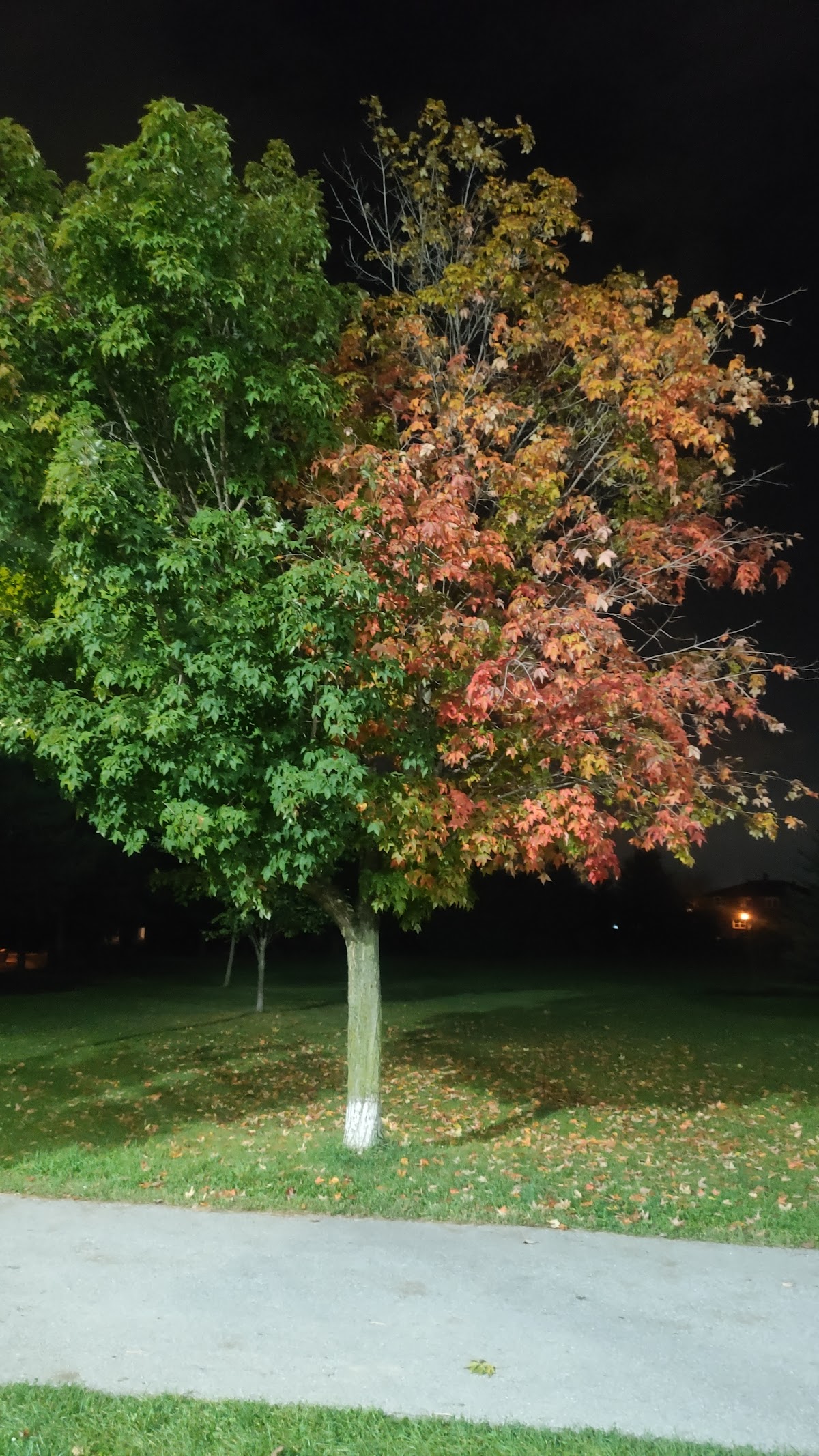 Sweeney Park — site photograph
