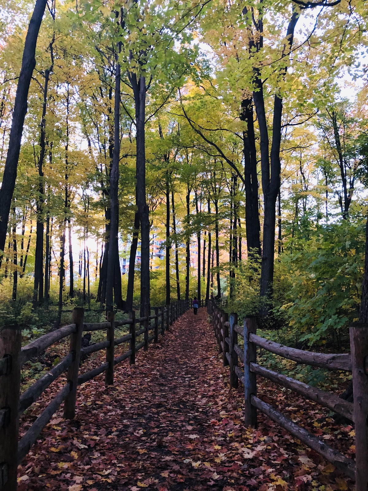 Frank Faubert Wood Lot — site photograph