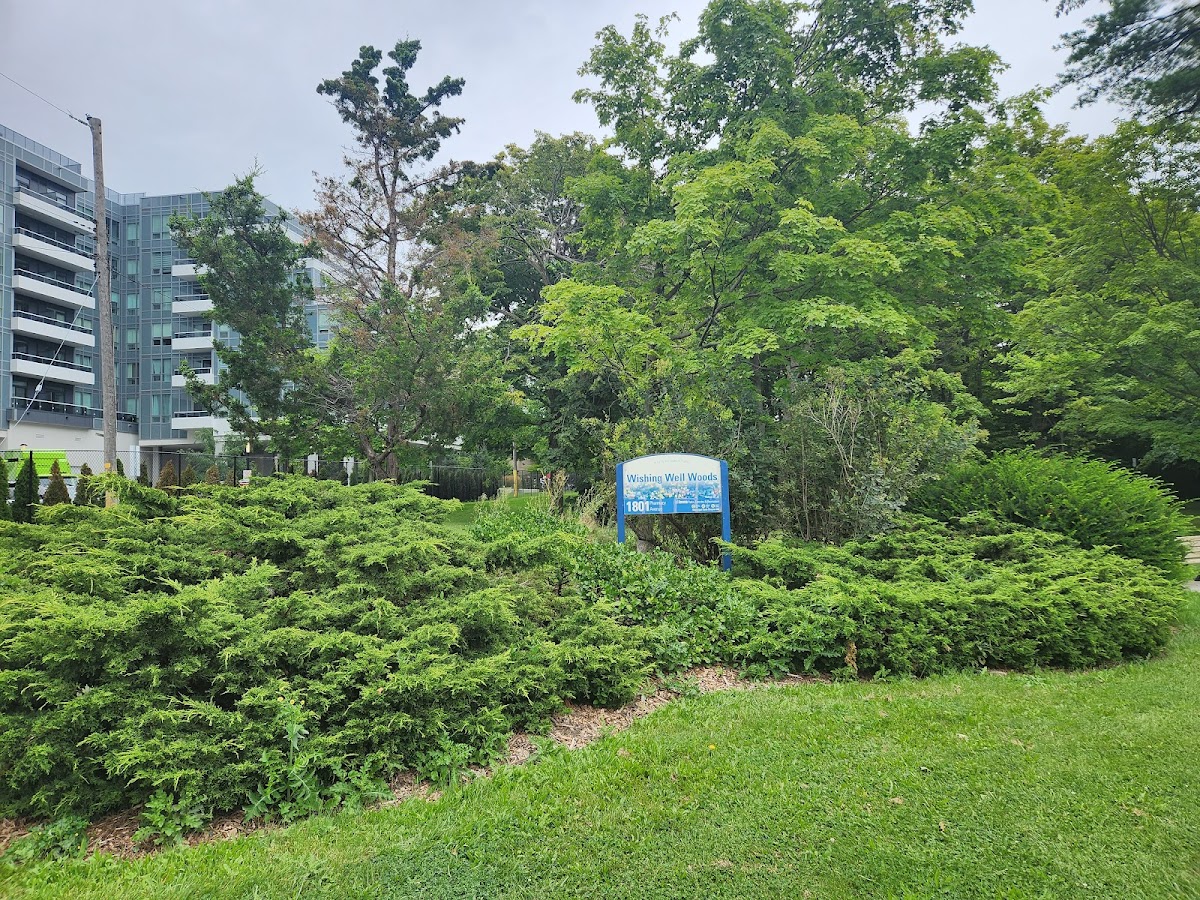 Wishing Well Woods — site photograph