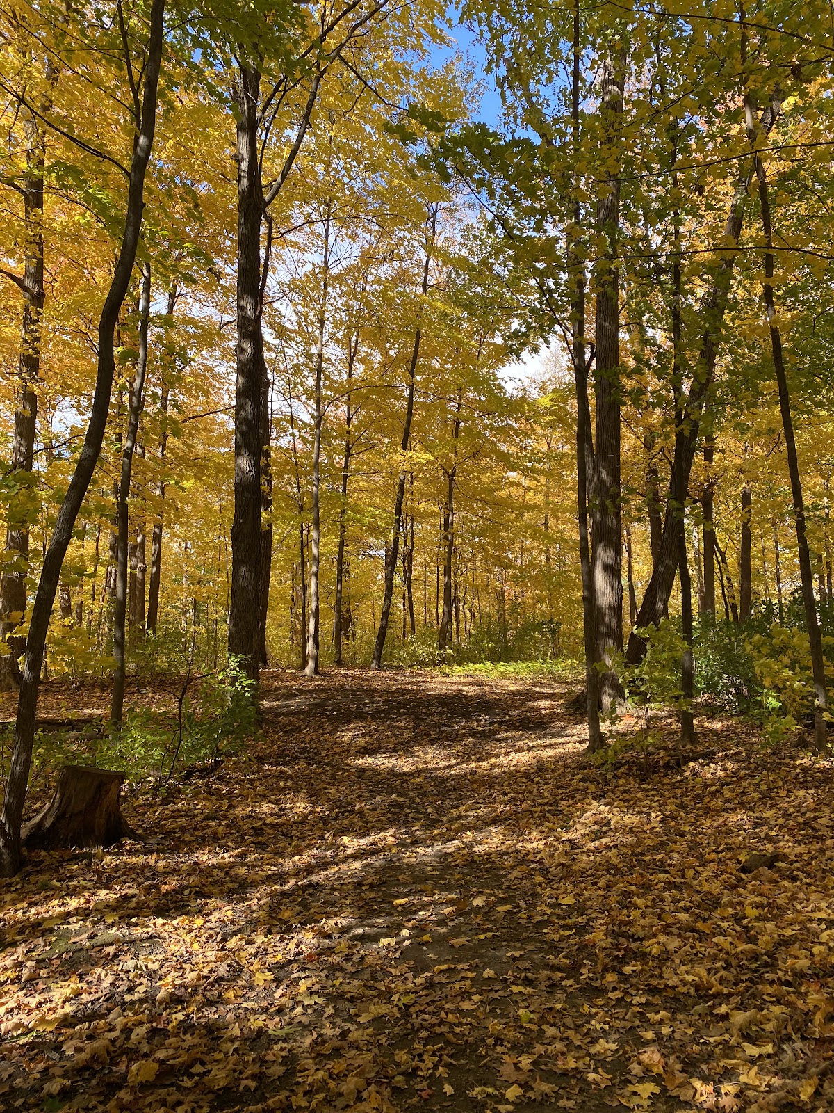 Denfield Park — site photograph
