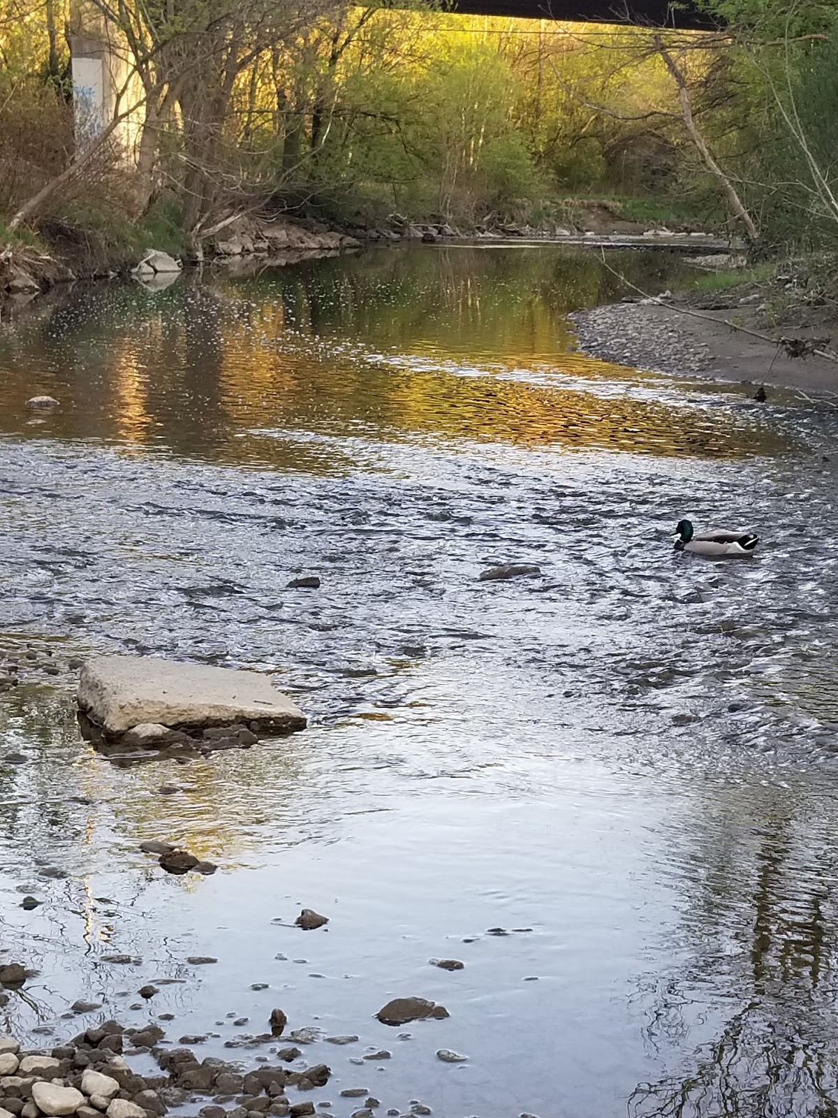 Ravenscrest Park — site photograph