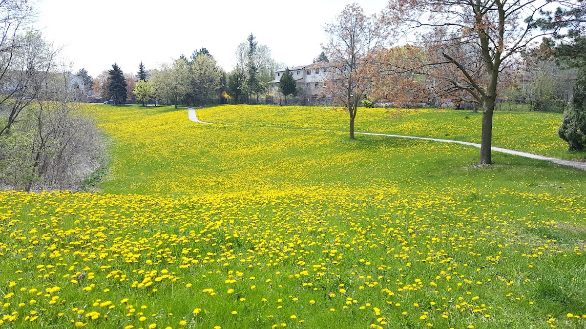 Malvern Woods — site photograph